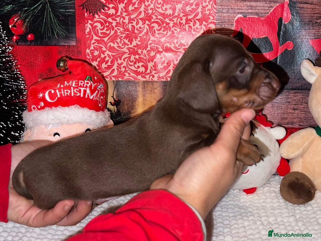 Teckel Miniatura perros en venta: TECKEL CHOCOLATE MINIATURA - Anuncio 2