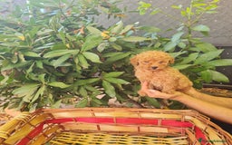 Caniche Toy perros en venta: Caniche toy - Imagen 1