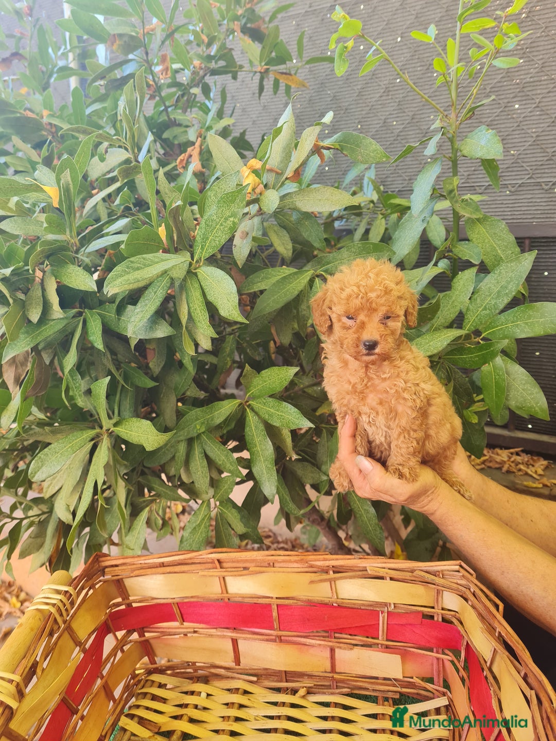 Caniche Toy perros en venta: Caniche toy - Imagen 1