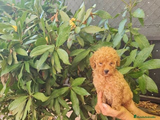 Caniche Toy perros - Anuncio 15