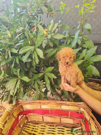 Caniche Toy perros - Anuncio 1