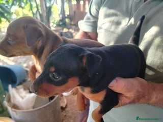 Pinscher Miniatura perros pINCHER MINIATURA EXCLUSIVOS - Anuncio 1