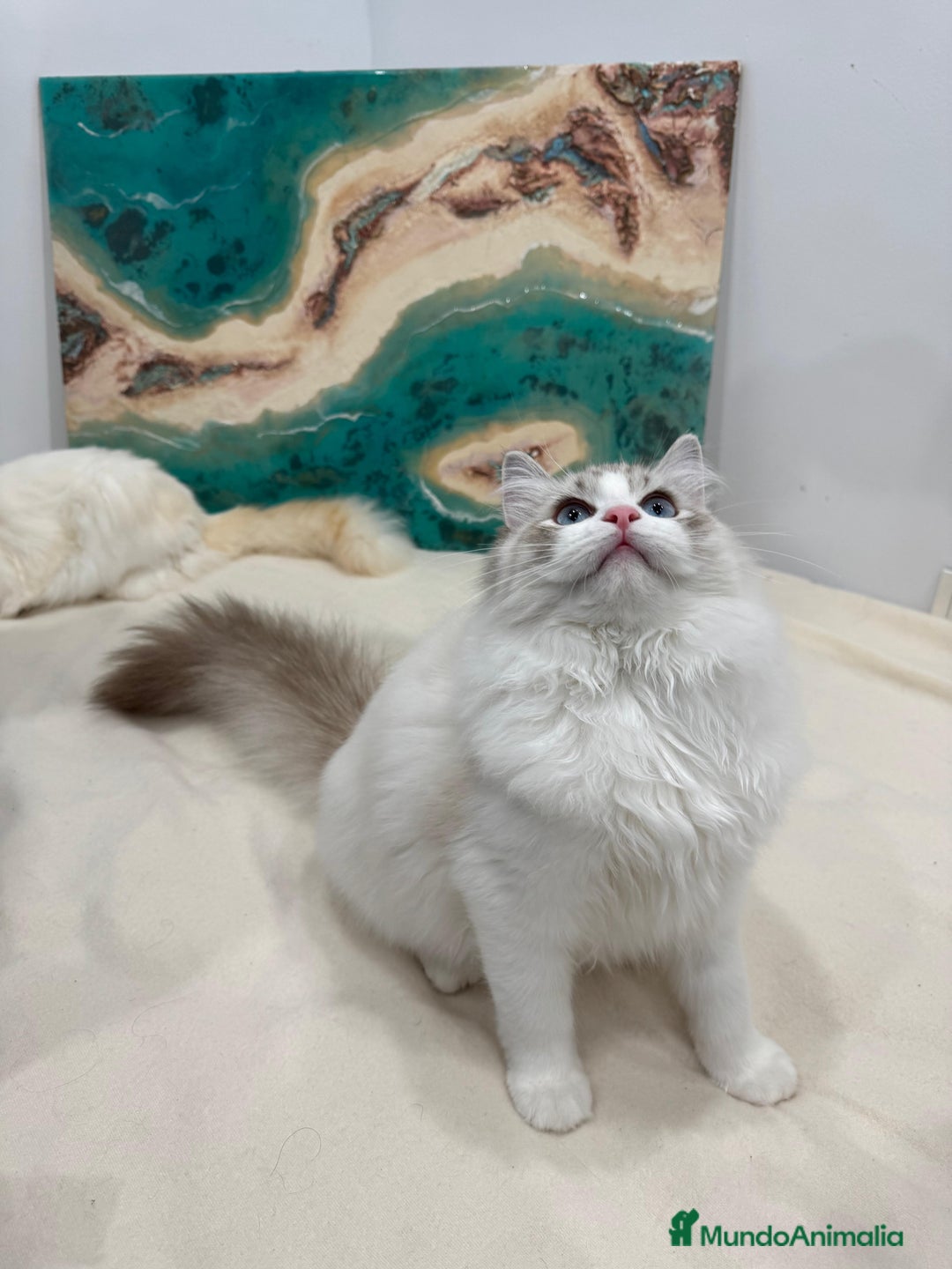 Ragdoll gatos en venta: Gatita Seal Tabby Bicolour - Anuncio 9