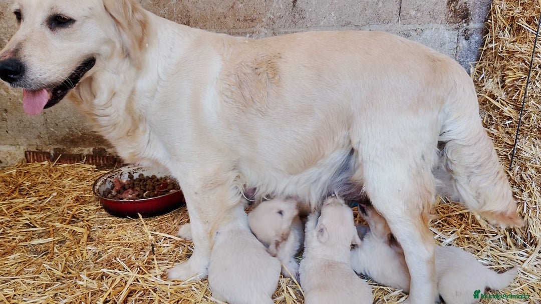 Golden Retriever perros en venta: Golden retriever - Imagen 4