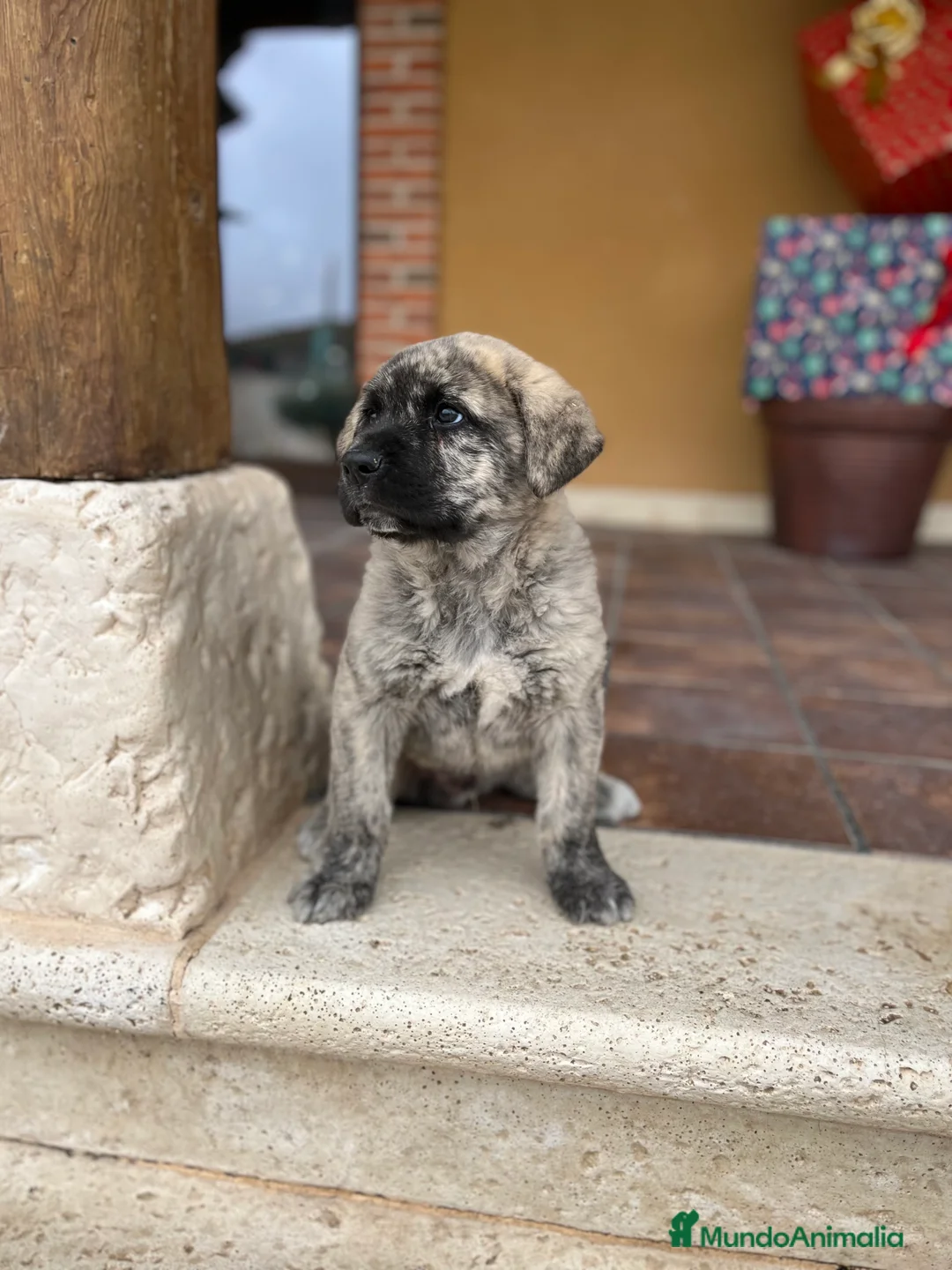 Mastín Español perros en venta: Precioso Mastin  - Anuncio 2