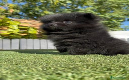 Pomerania perros en venta: POMERANIA HEMBRA - Imagen 10