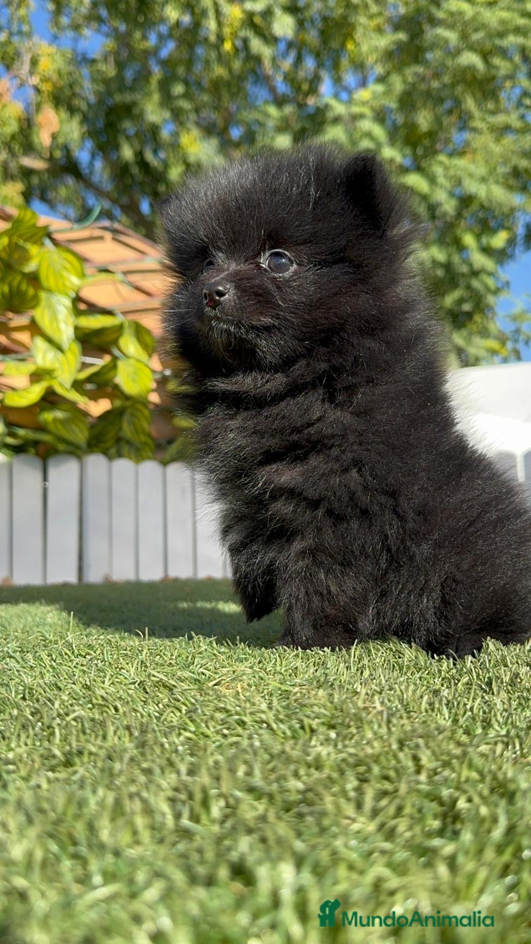 Pomerania perros en venta: POMERANIA HEMBRA - Imagen 10