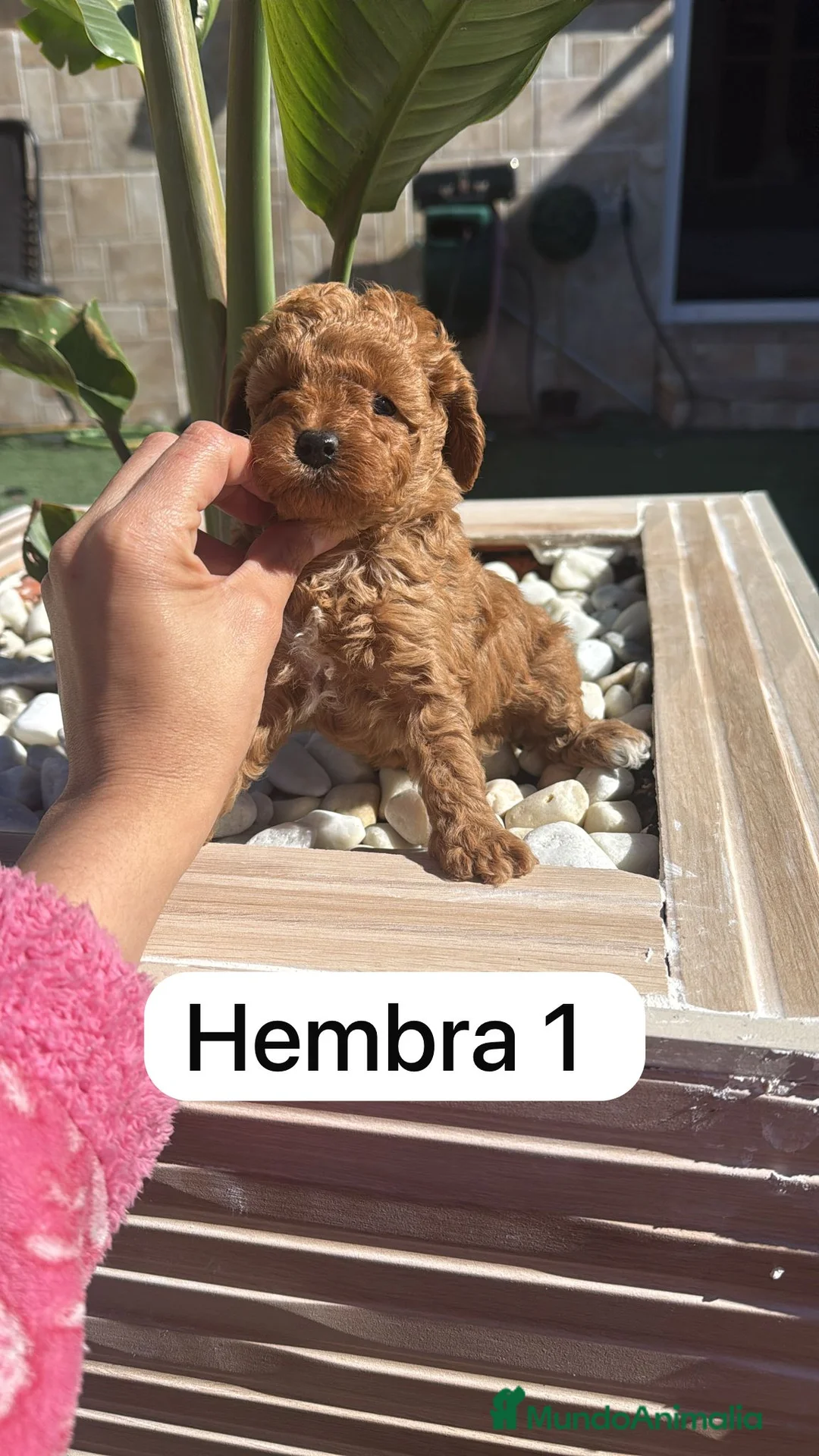 Caniche Toy perros en venta: caniche toy rojos  - Anuncio 3