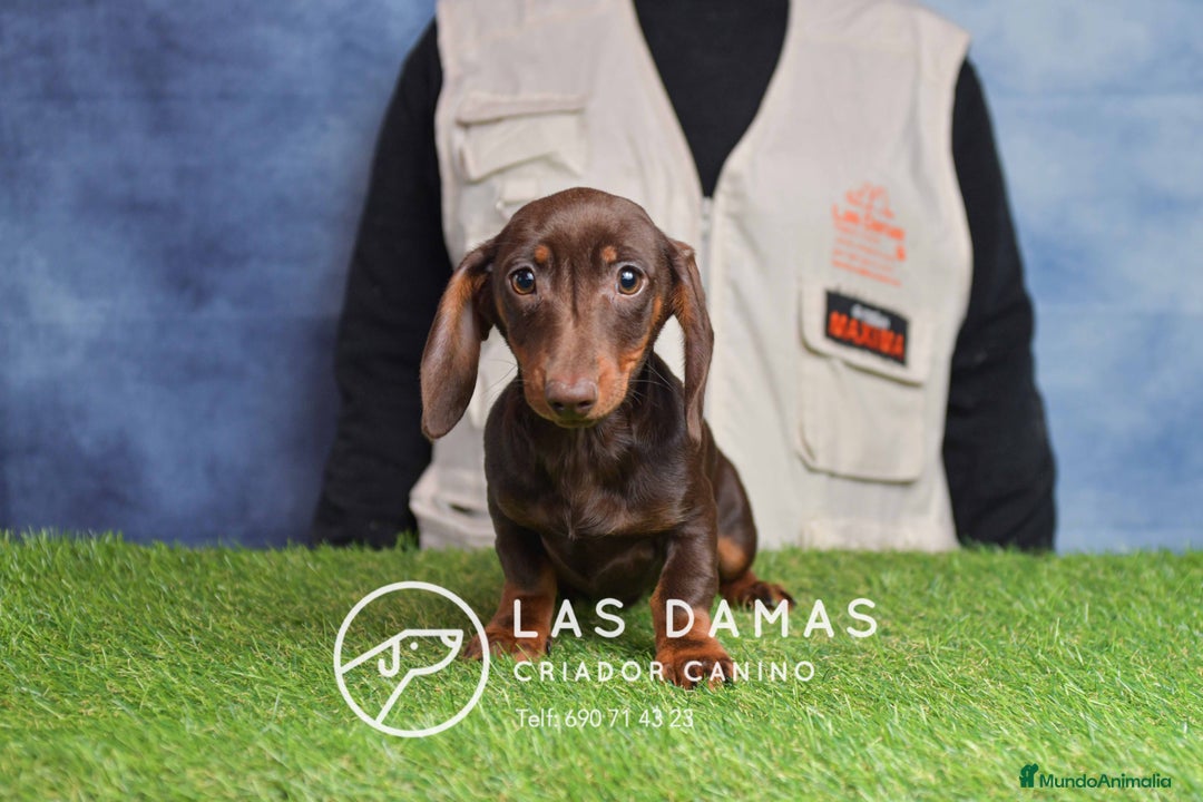 Teckel perros en venta: Cachorros de teckel disponibles - Anuncio 3