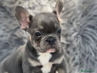 Bulldog Francés perros Bulldog francés blue and tan - Anuncio 6