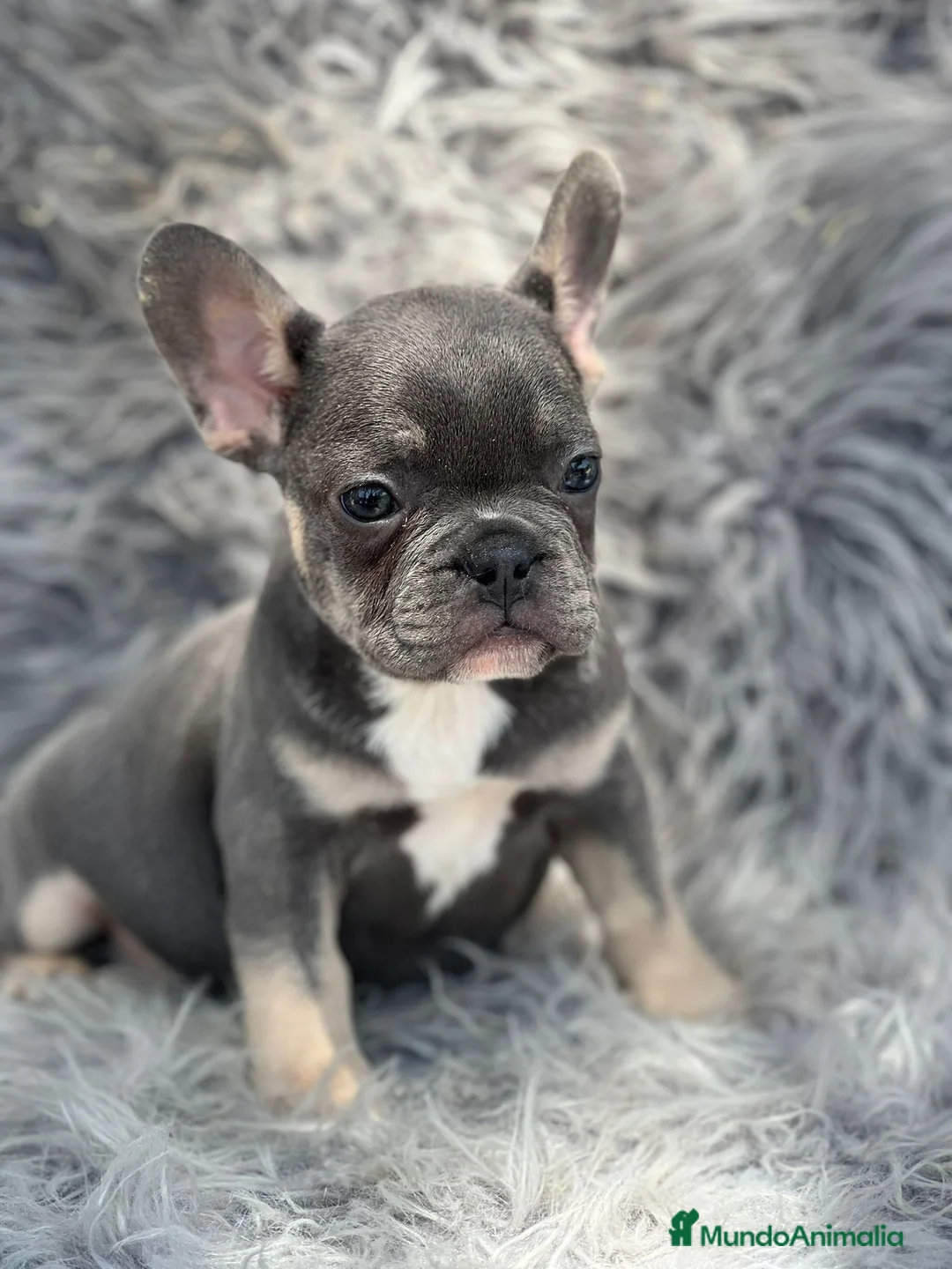 Bulldog Francés perros en venta: Bulldog francés blue and tan - Anuncio 1