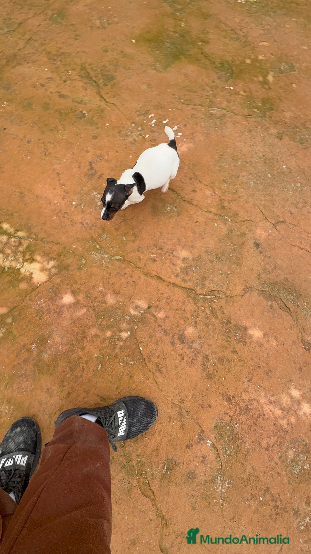 Jack Russell Terrier perros en venta: Jack Russell  - Anuncio 3