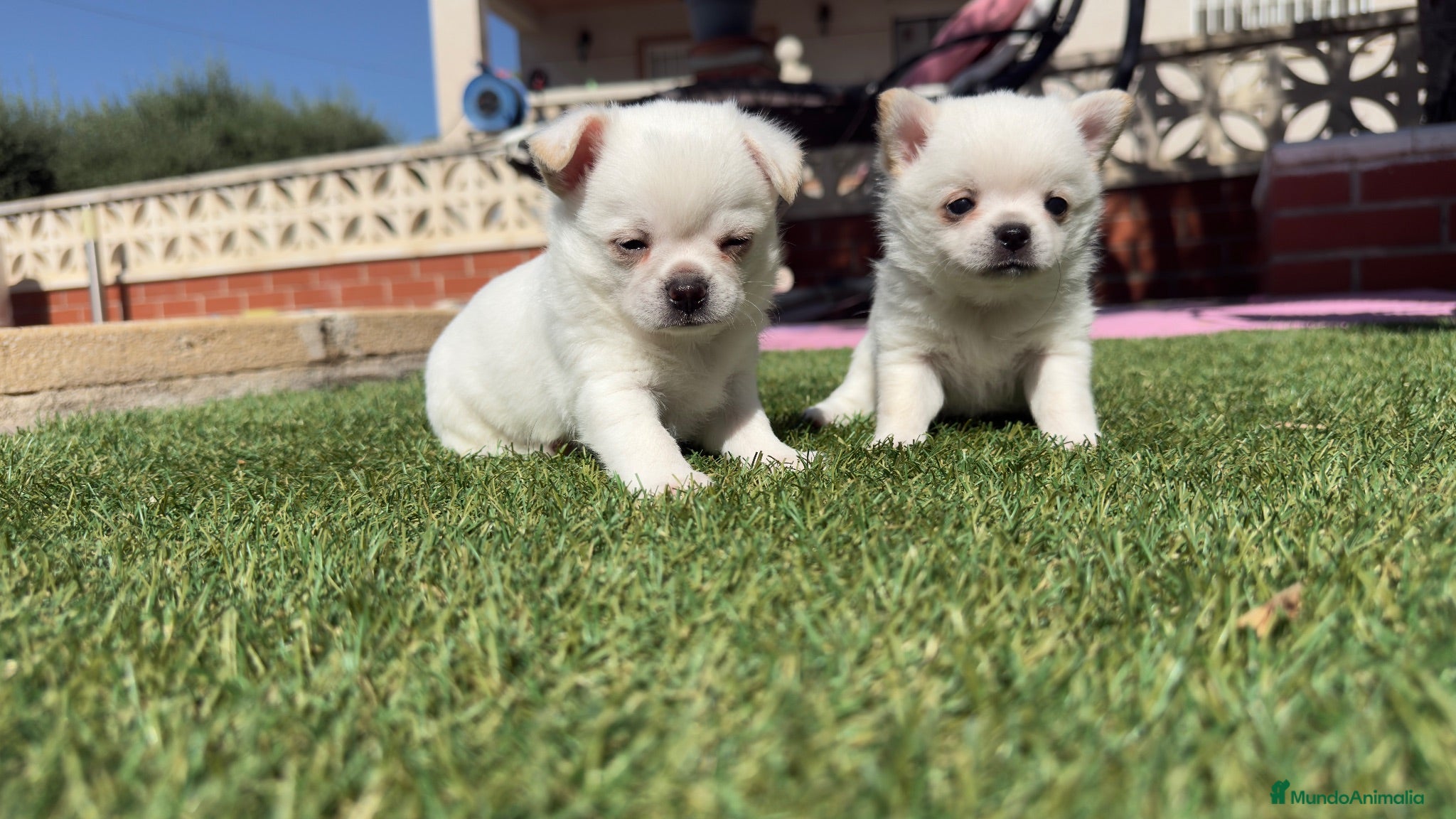 Pomchi perros Pomchi espectaculares y unicos - Anuncio 1