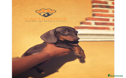 Teckel Miniatura perros en venta: Teckel chocolate  - Imagen 2