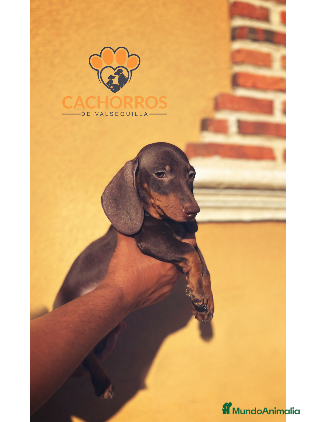 Teckel Miniatura perros en venta: Teckel chocolate  - Imagen 2