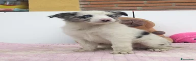 Border Collie 2