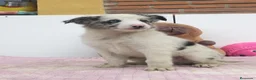 Border Collie perros en venta: Border collie - Anuncio 4