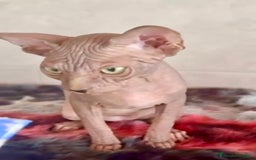Sphynx gatos en venta: Sphynx únicos 💙 - Imagen 9
