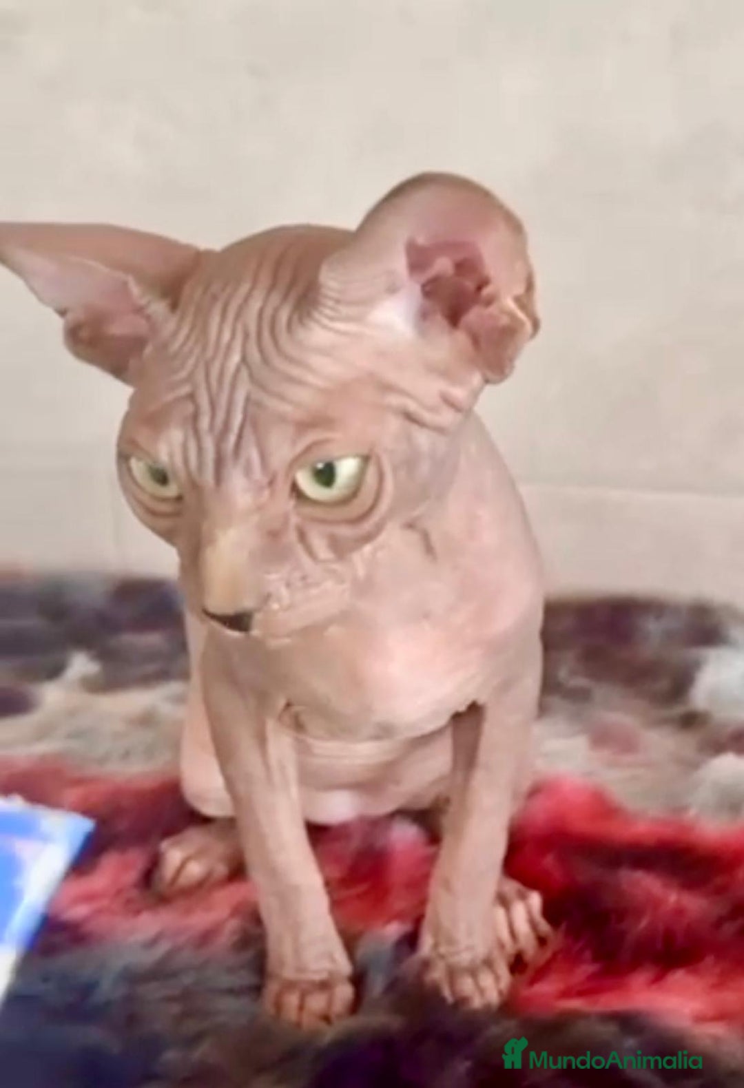 Sphynx gatos en venta: Sphynx únicos 💙 - Imagen 9