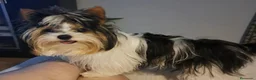 Biewer Yorkshire Terrier a la Pom Pon perros en venta: Disponible Yorkshires biewer de calidad  - Anuncio 4