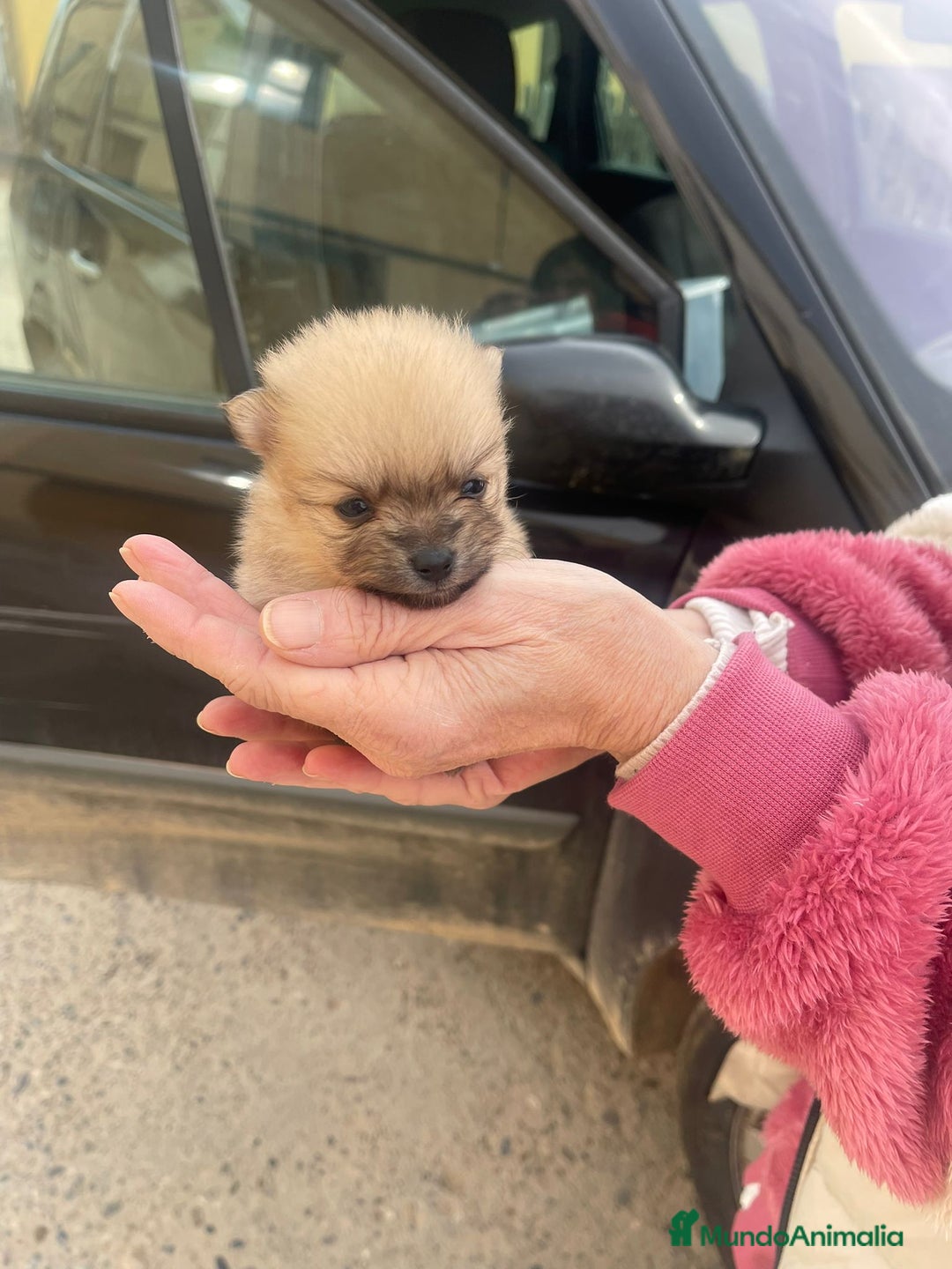 Pomerania perros en venta: Pomerania  - Anuncio 3