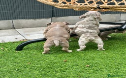 American Bully perros en venta: American bully bebés preciosos - Imagen 17