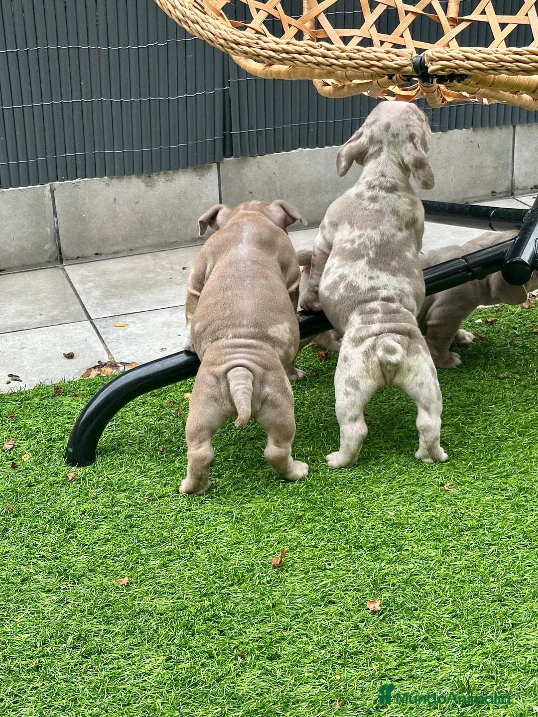 American Bully perros en venta: American bully bebés preciosos - Imagen 17