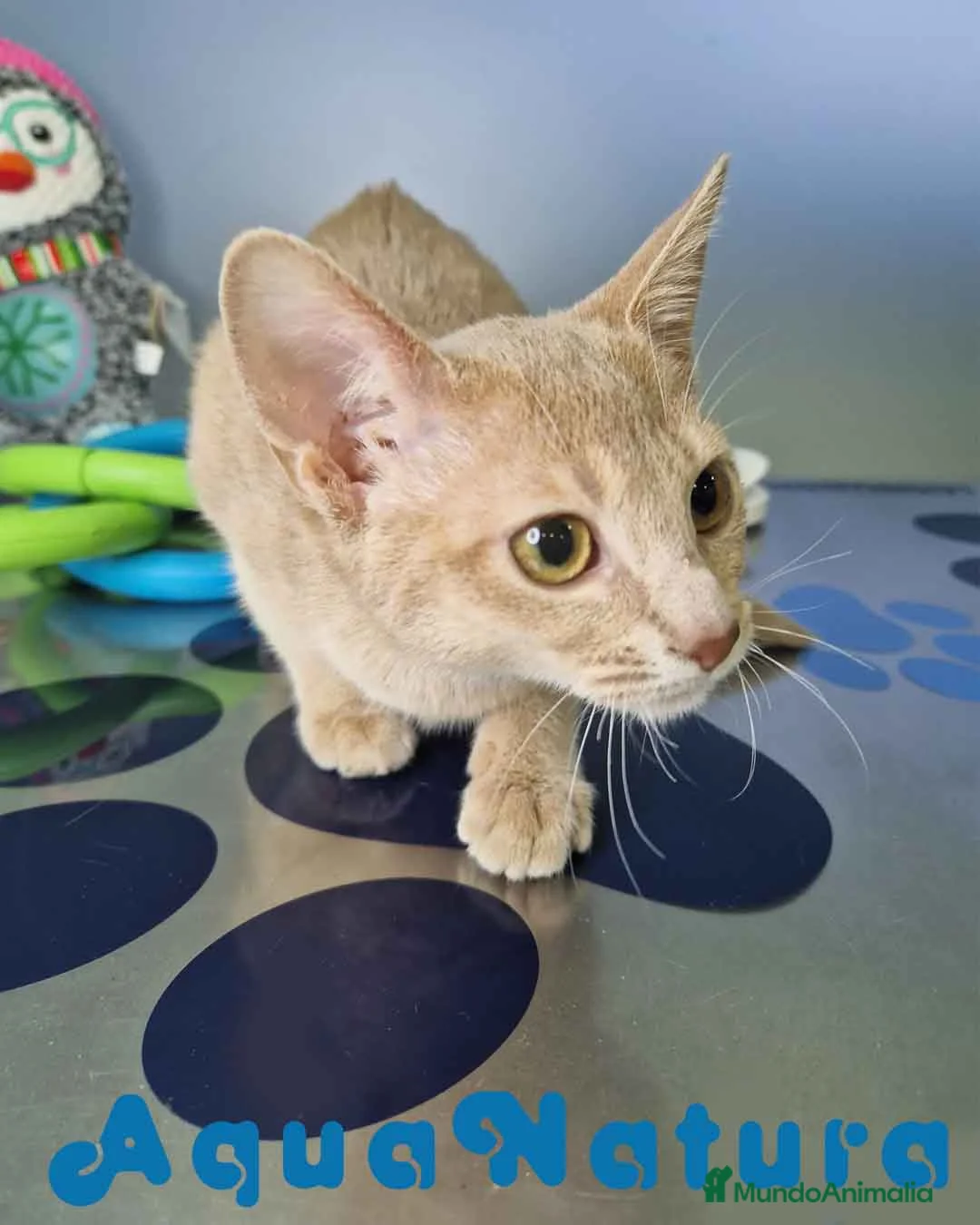 Abisinio gatos en venta: Abisinio Hembra de Mia 7908 AQUANATURA - Anuncio 4