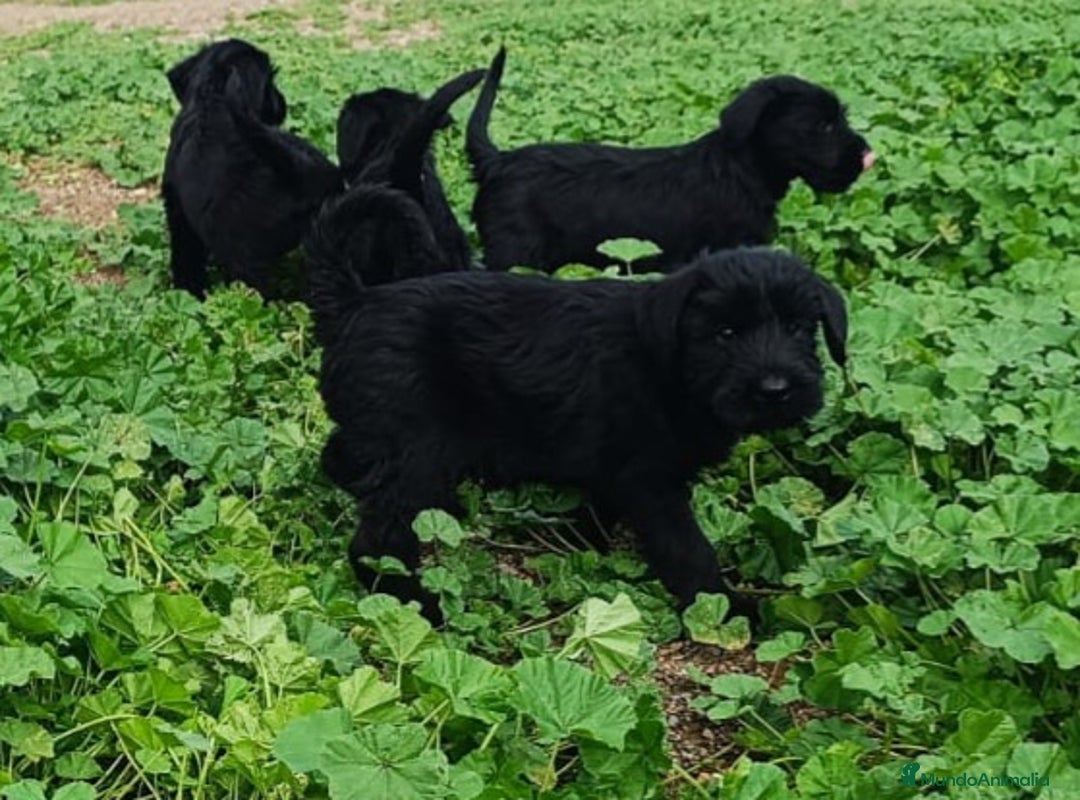Schnauzer Gigante perros en venta: Schnauzer gigante  - Anuncio 4