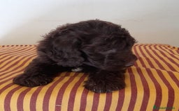 Perro de Agua Español perros en venta: Cachorros perros de agua - Imagen 2