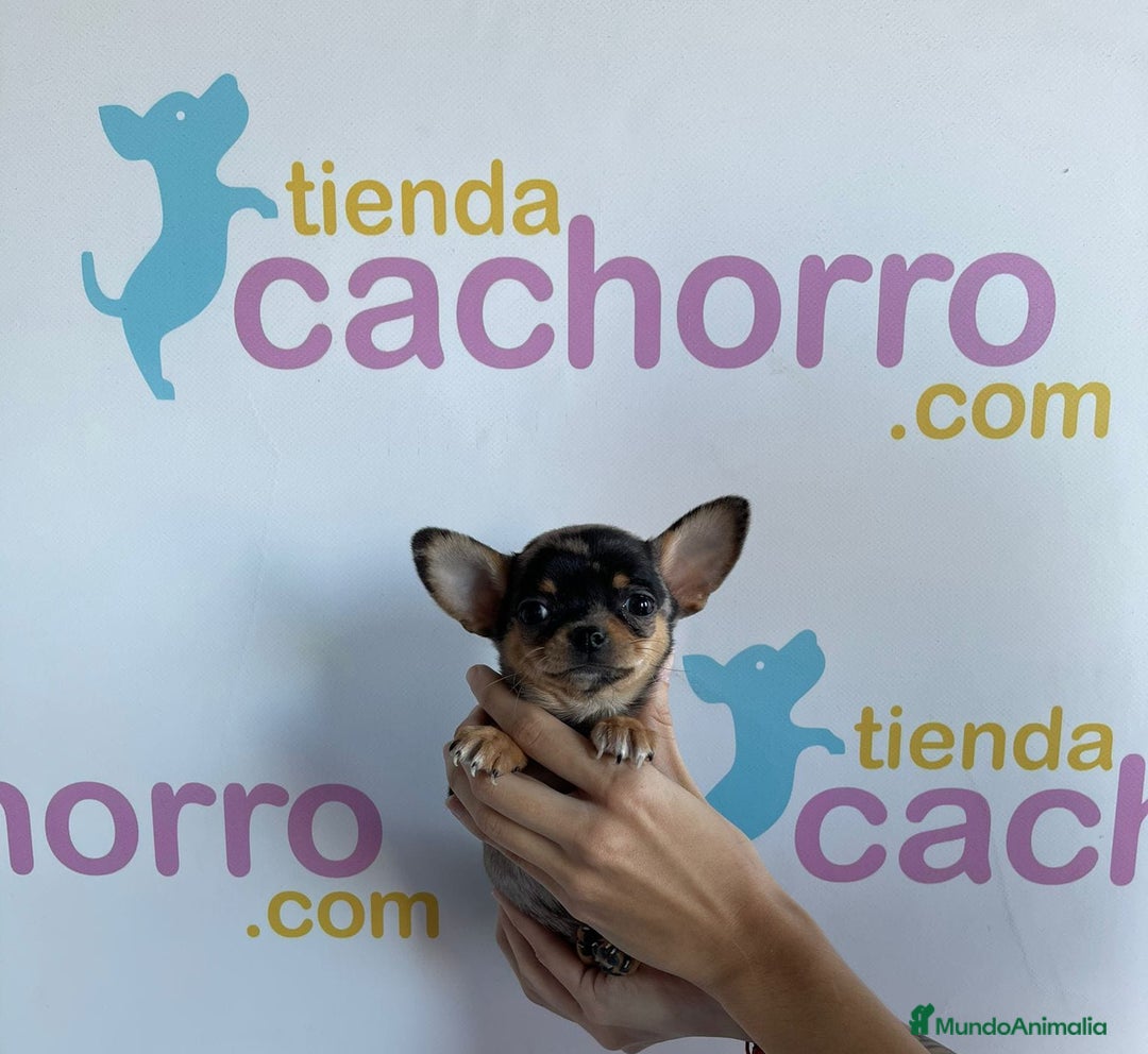 Chihuahua perros en venta: CHIHUAHUA - Imagen 1
