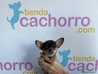 Chihuahua perros - Anuncio 39