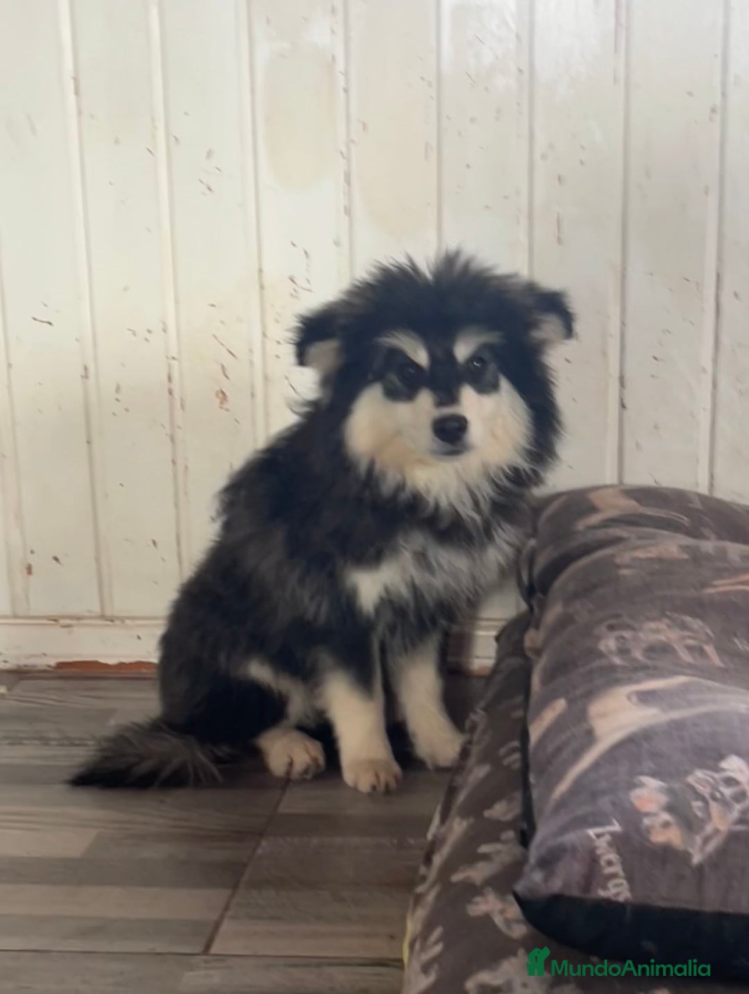 Pomsky perros en venta: Pomsky multigeneracional  - Anuncio 6