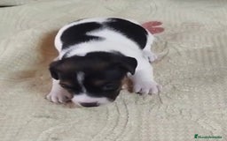 Jack Russell Terrier perros en venta: Jack Russell  - Imagen 5