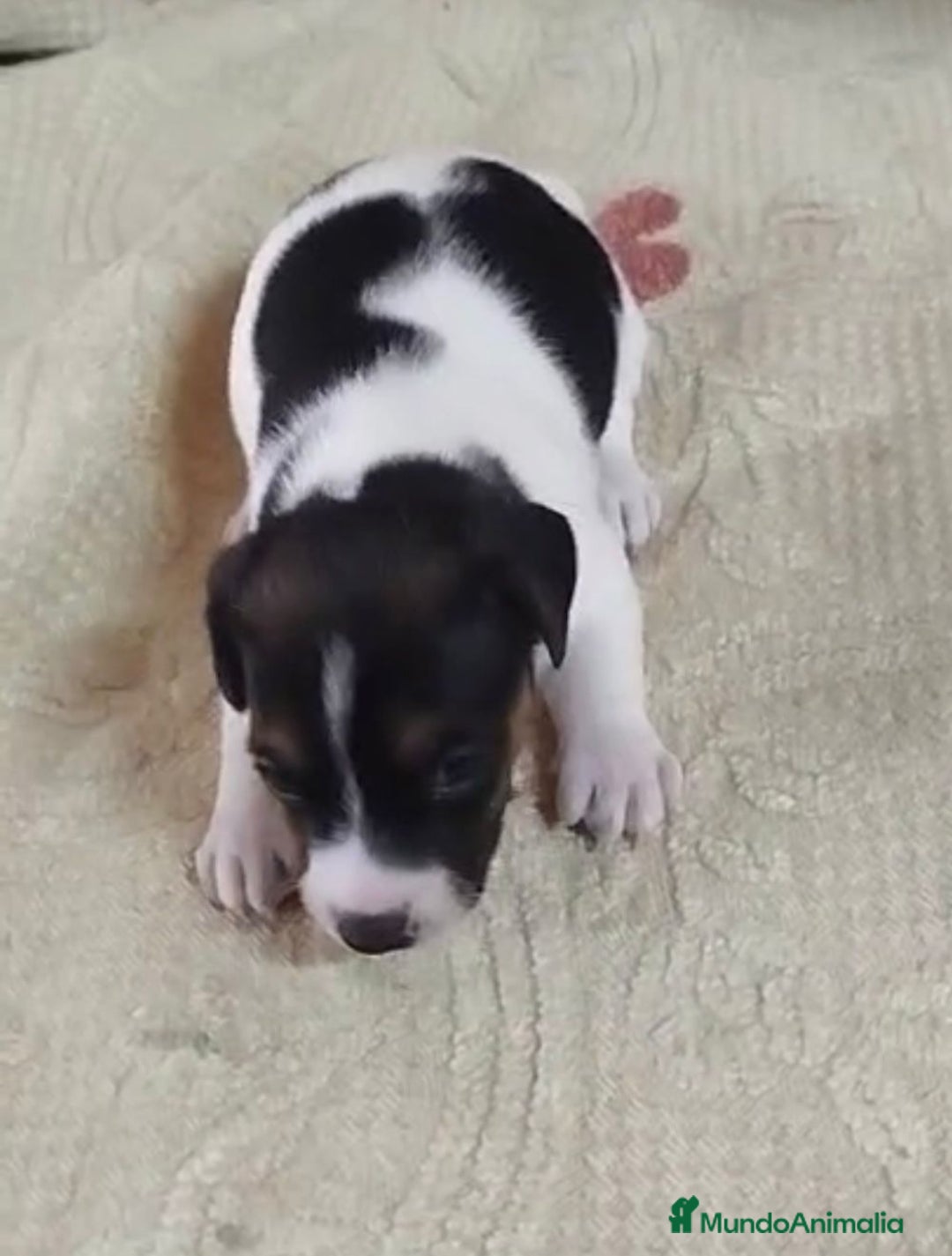 Jack Russell Terrier perros en venta: Jack Russell  - Imagen 5