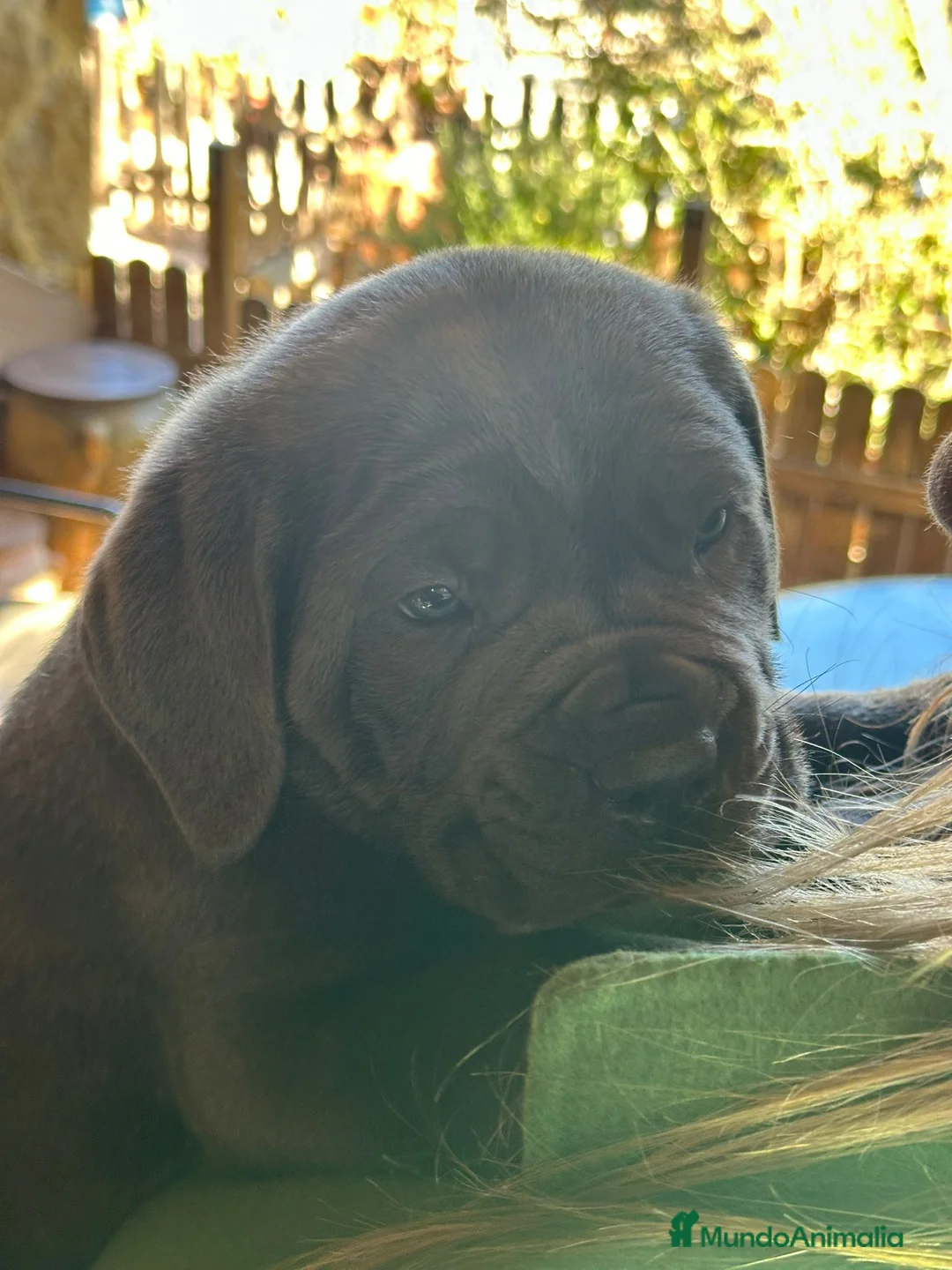 Cane Corso perros en venta: Cane Corso - Anuncio 4