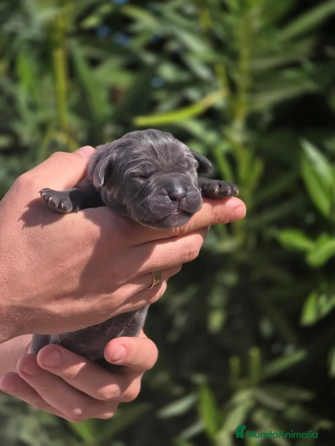 Cane Corso perros en venta: Cachorros Cane Corso con Pedigree LOE - Anuncio 6
