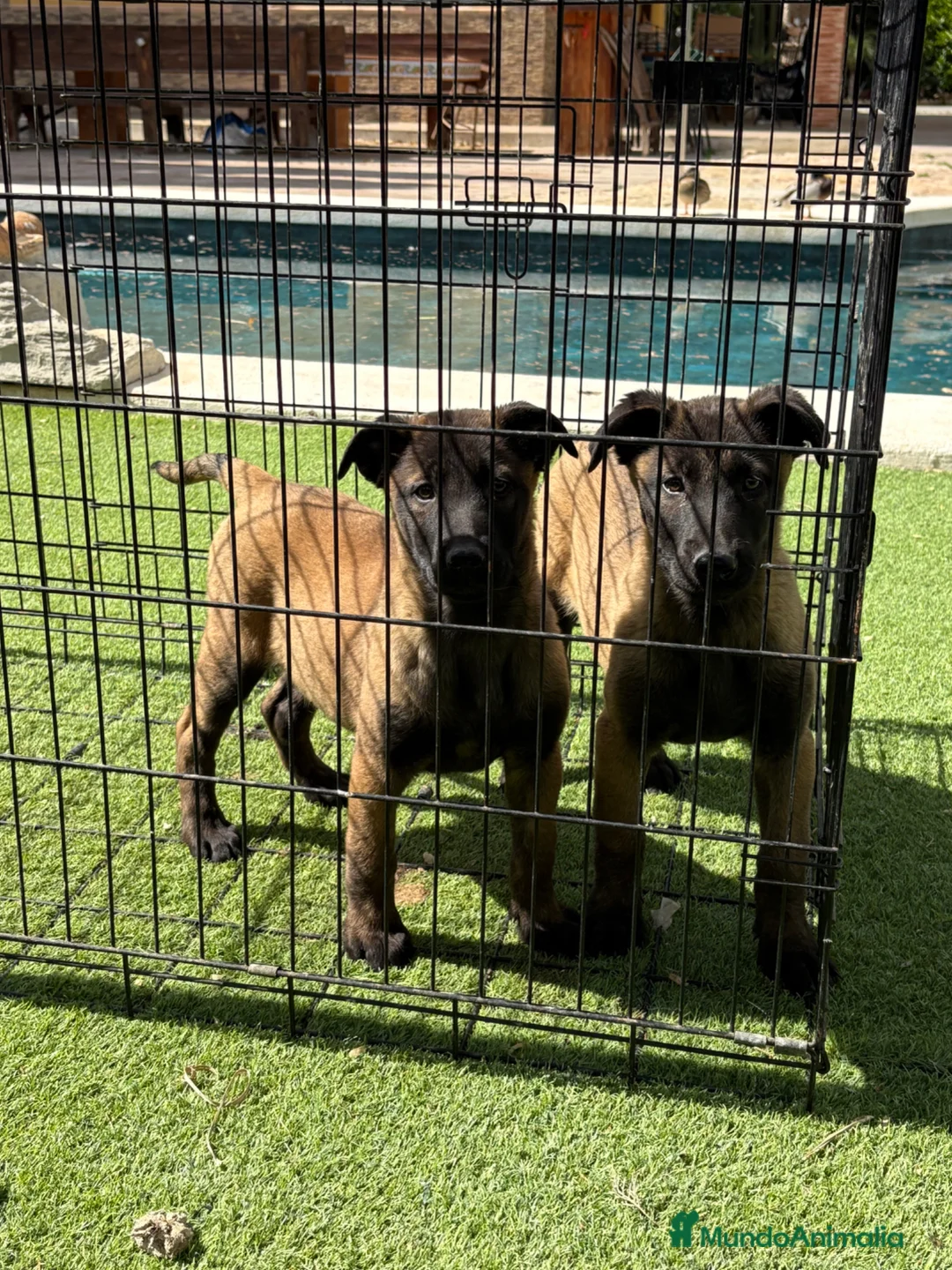 Pastor Belga Malinois perros en venta: Cachorras de Malinois carbonadas - Anuncio 1