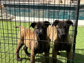Pastor Belga Malinois perros Cachorras de Malinois carbonadas - Anuncio 16