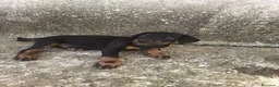 Dobermann perros en venta: Doberman  - Anuncio 5