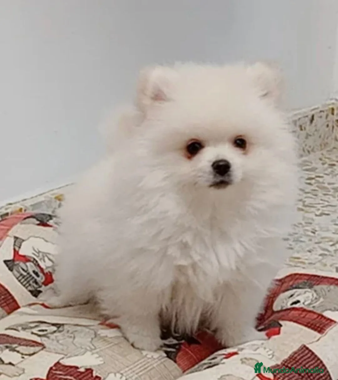 Pomerania perros en venta: Pomerania  - Anuncio 2