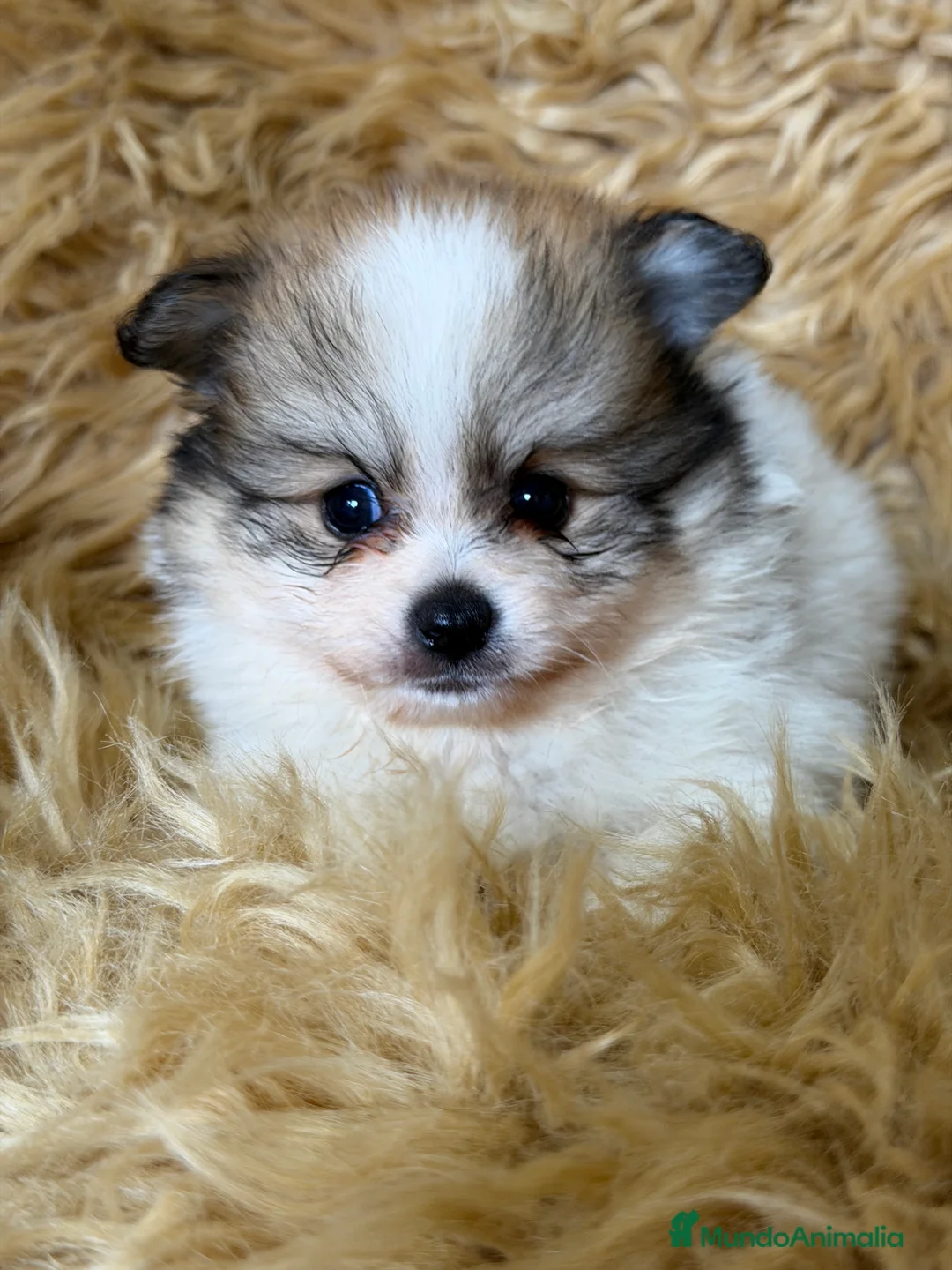 Pomerania perros en venta: Pomerania partycolor  - Anuncio 2