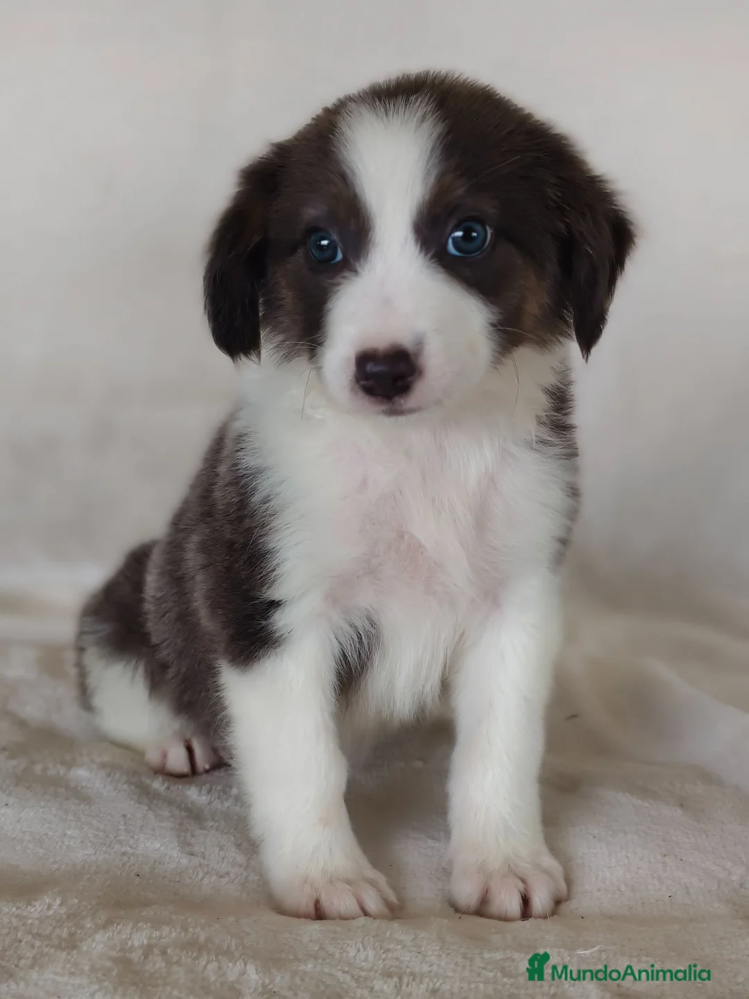 Border Collie perros en venta: BORDER COLLIE - Anuncio 2