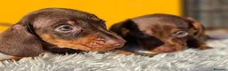 Teckel Miniatura perros en venta: Teckel chocolate unicoss - Anuncio 3
