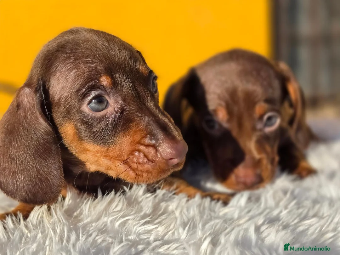 Teckel Miniatura perros en venta: Teckel chocolate unicoss - Anuncio 3