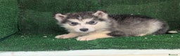 Alaskan Malamute perros en venta: Alaskan malamuten - Anuncio 9