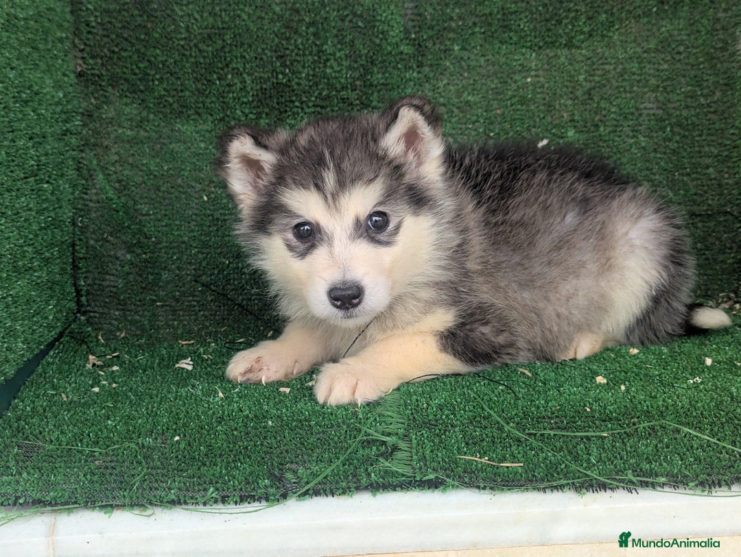 Alaskan Malamute perros en venta: Alaskan malamuten - Anuncio 9
