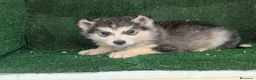 Alaskan Malamute perros en venta: Alaskan malamuten - Anuncio 9