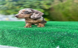 Teckel Miniatura perros en venta: teckel arlequin chocolate  - Imagen 6