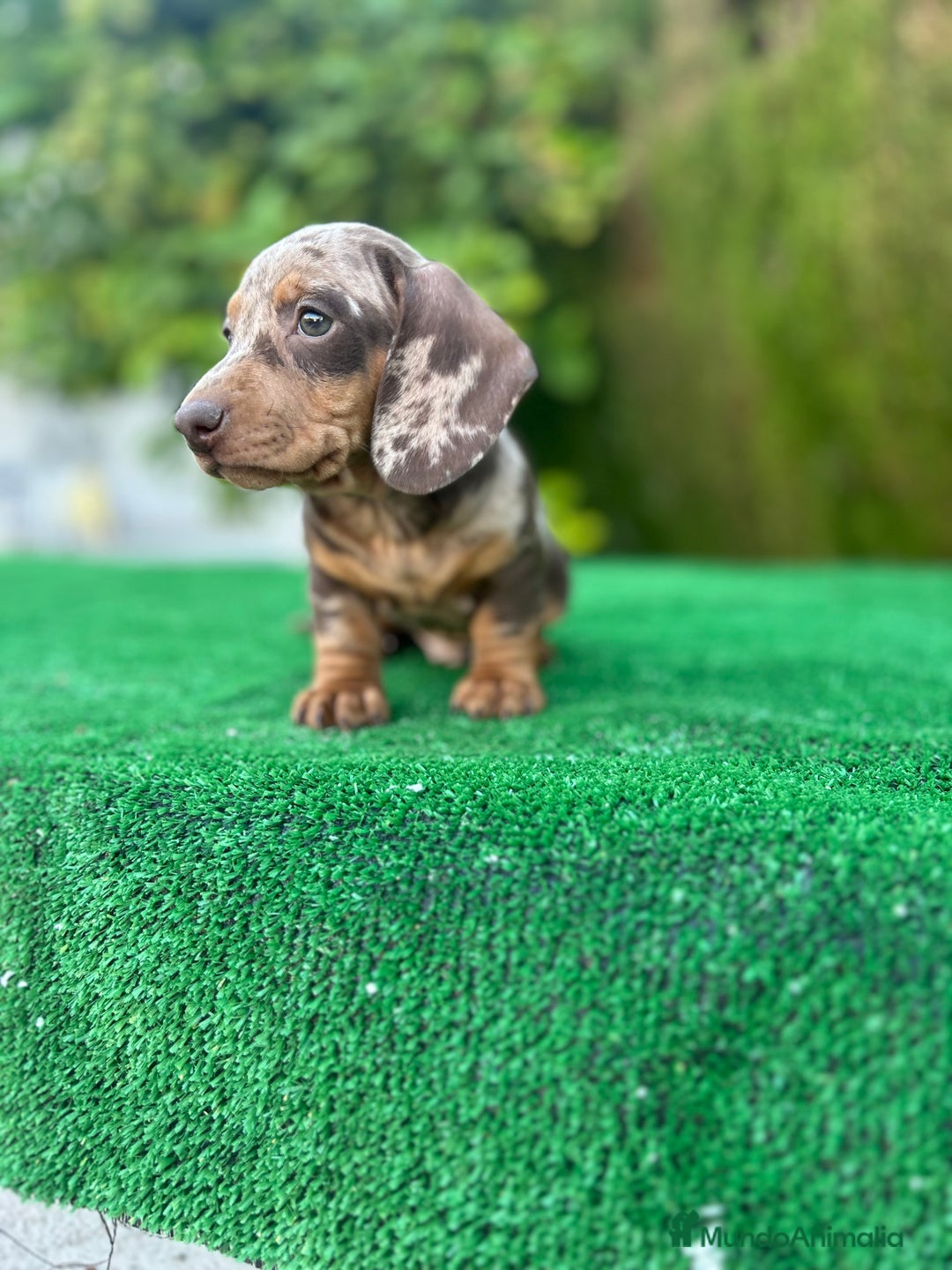 Teckel Miniatura perros en venta: teckel arlequin chocolate  - Imagen 6